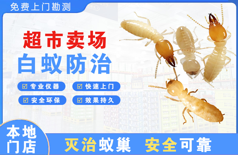 百色超市卖场白蚁防治