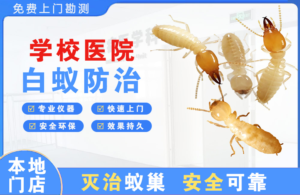 百色学校医院白蚁防治
