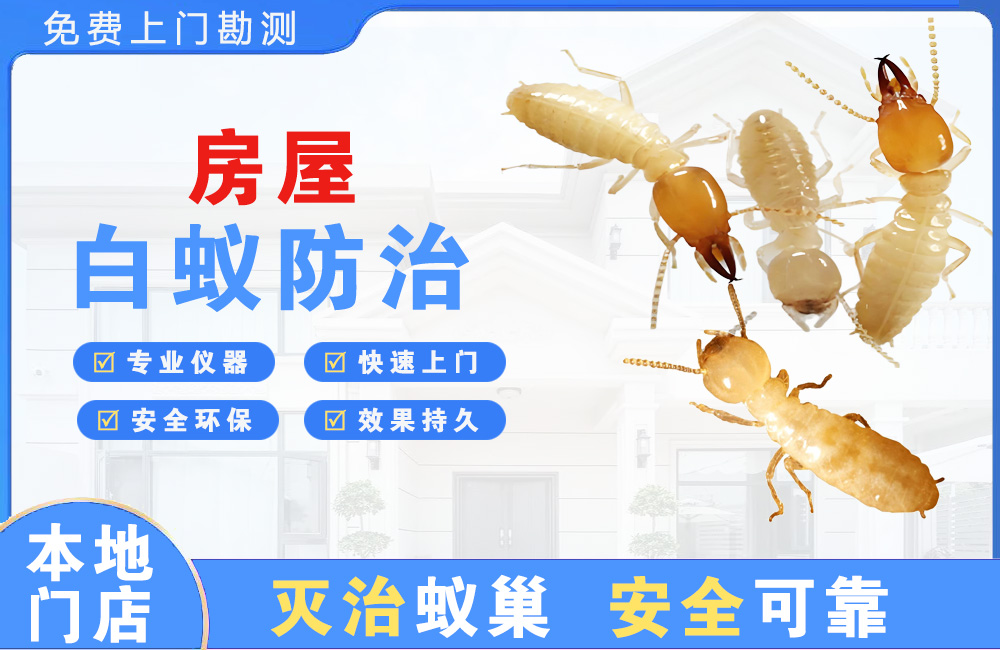 百色房屋白蚁防治