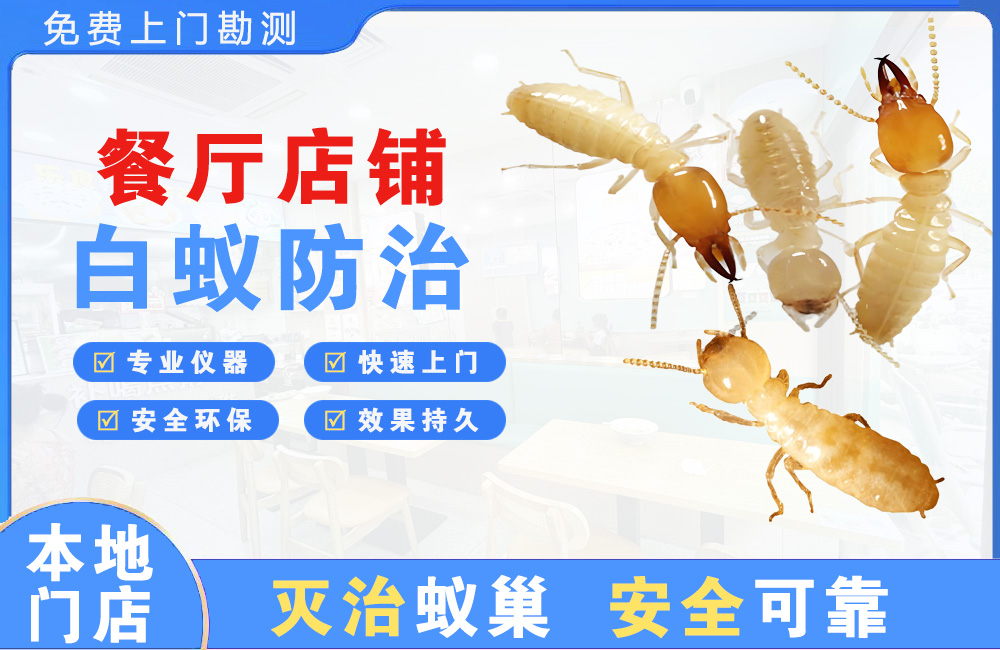 百色餐厅店铺白蚁防治